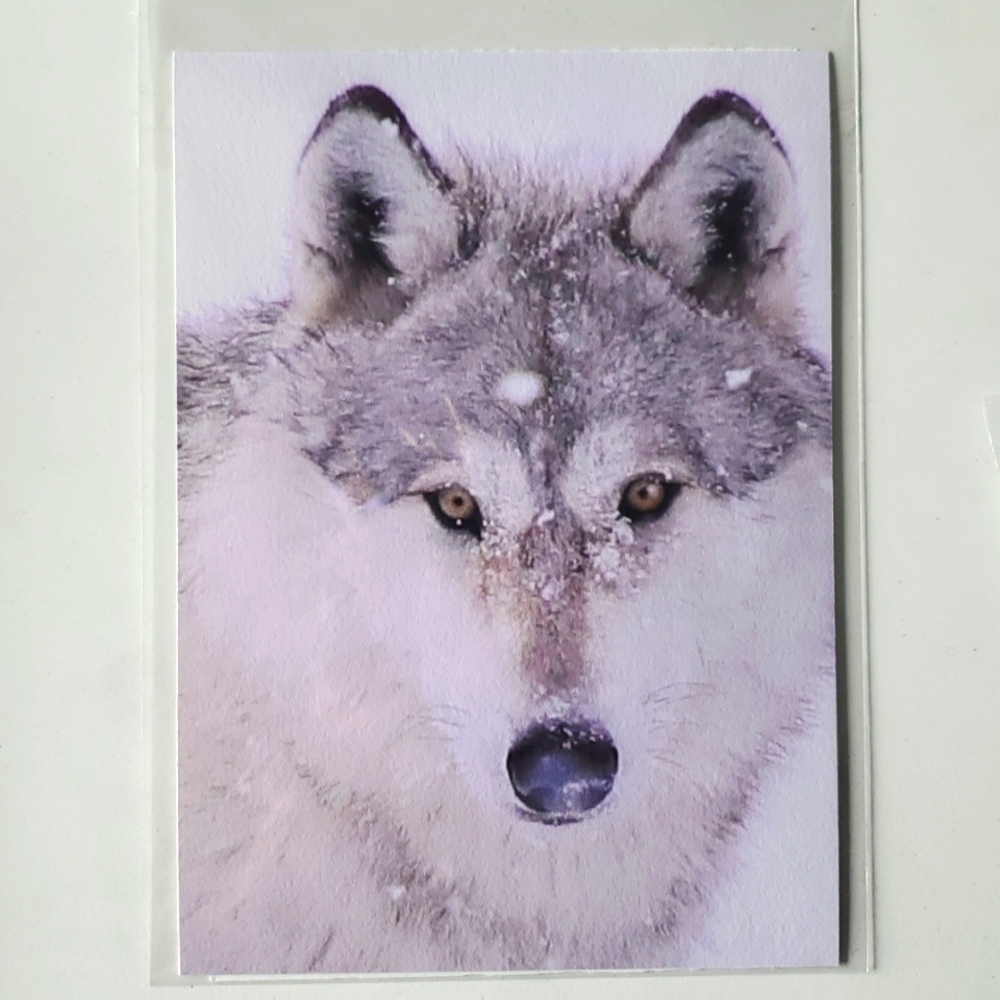 "Silver On Snow" 5x7 or 8x10 Paper Photograph by Karen Geerken Photography